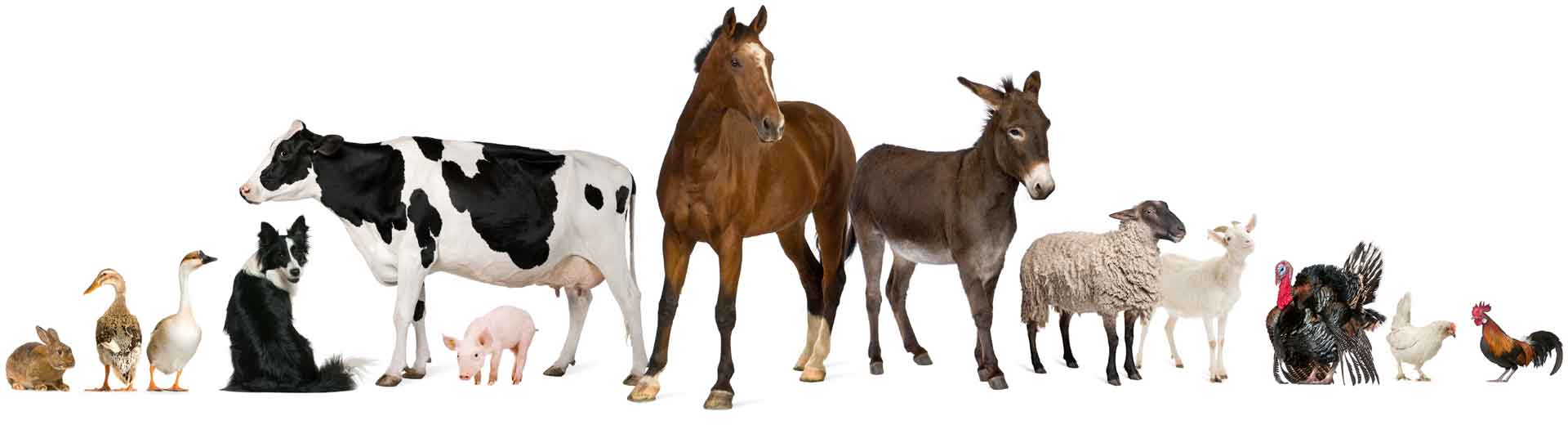 Reference Agro Hayvancılık