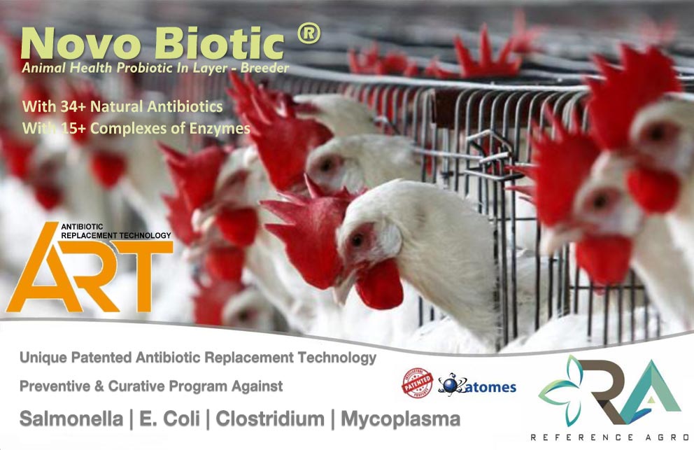 Novo Biotic Layer Yumurta ve Damızlık için Hayvan Sağlığı Probiyotiği