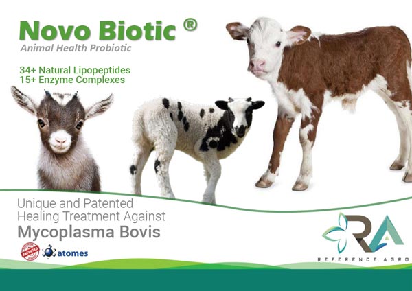 Ruminant Sector Novo Biotic Mycoplasma